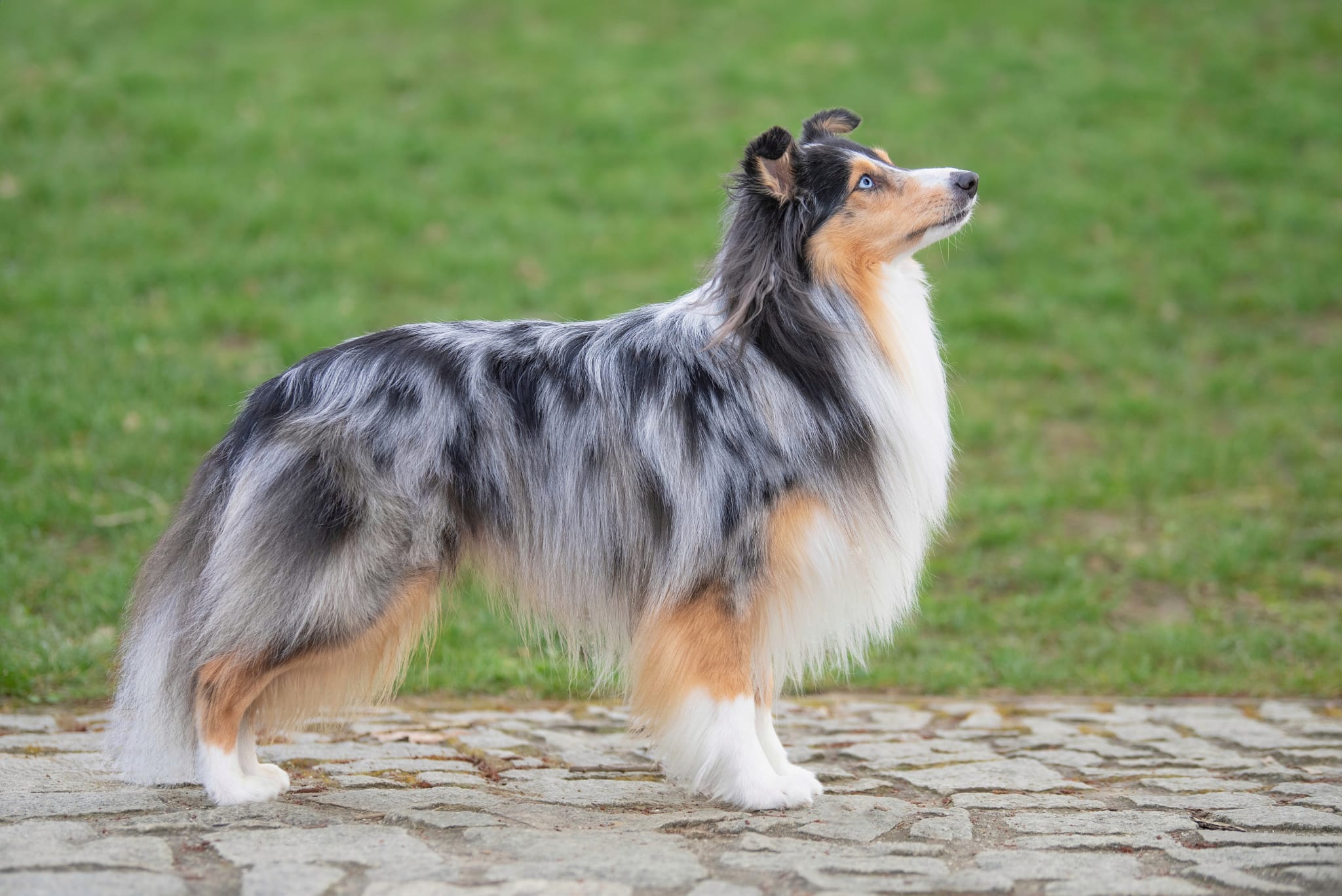 Gentle Grey Královský dar